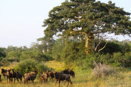 posted by https://national-parks.org/angola/kissama